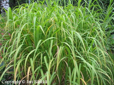 Norsunhein - miskantus - Miscanthus